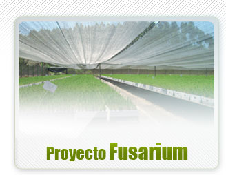 Proyecto Fusarium