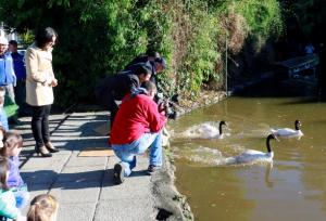 patos patos